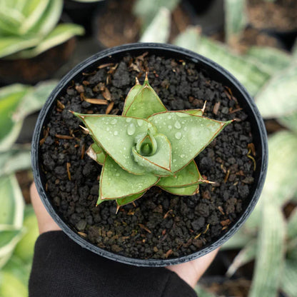 Sansevieria tower silver