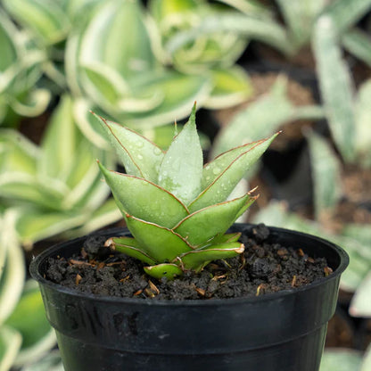 Sansevieria tower silver