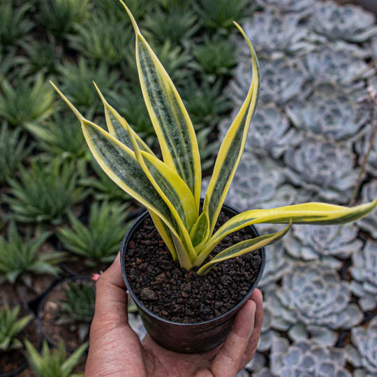 Sansevieria trisfaciata yellow trip