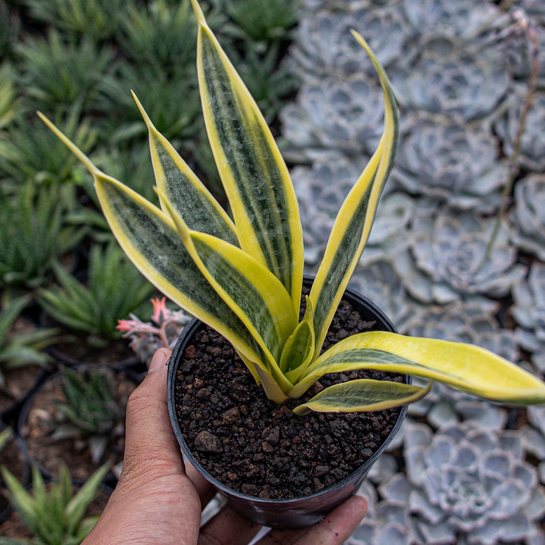 Sansevieria trisfaciata yellow trip