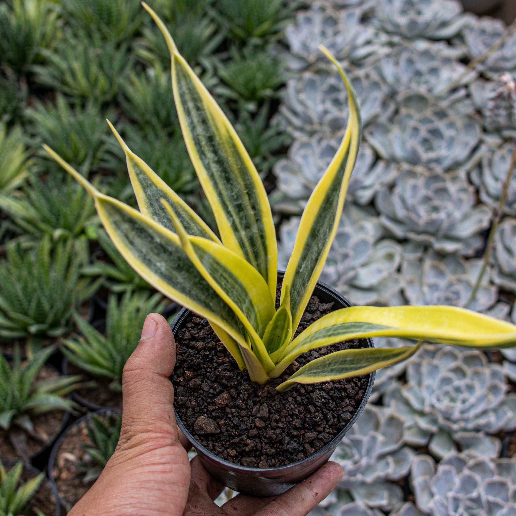 Sansevieria trisfaciata yellow trip