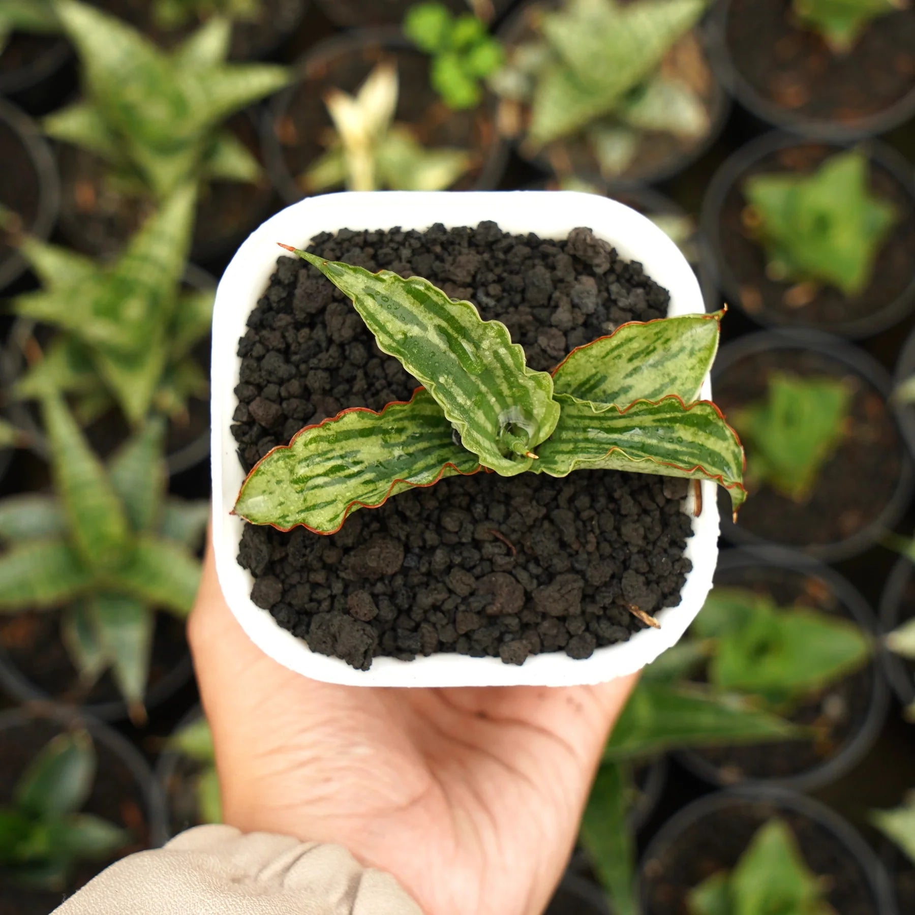 Sansevieria water melon