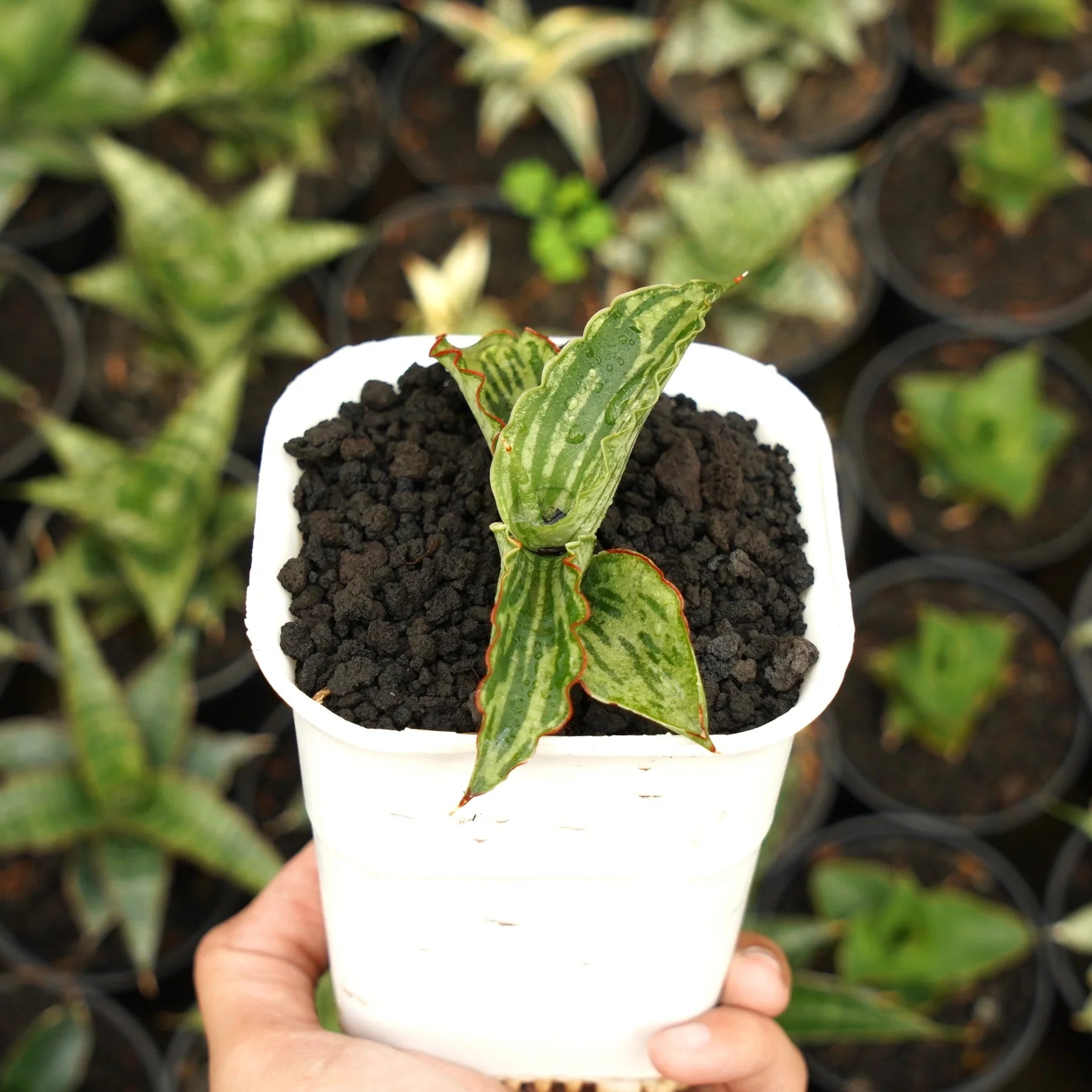 Sansevieria water melon