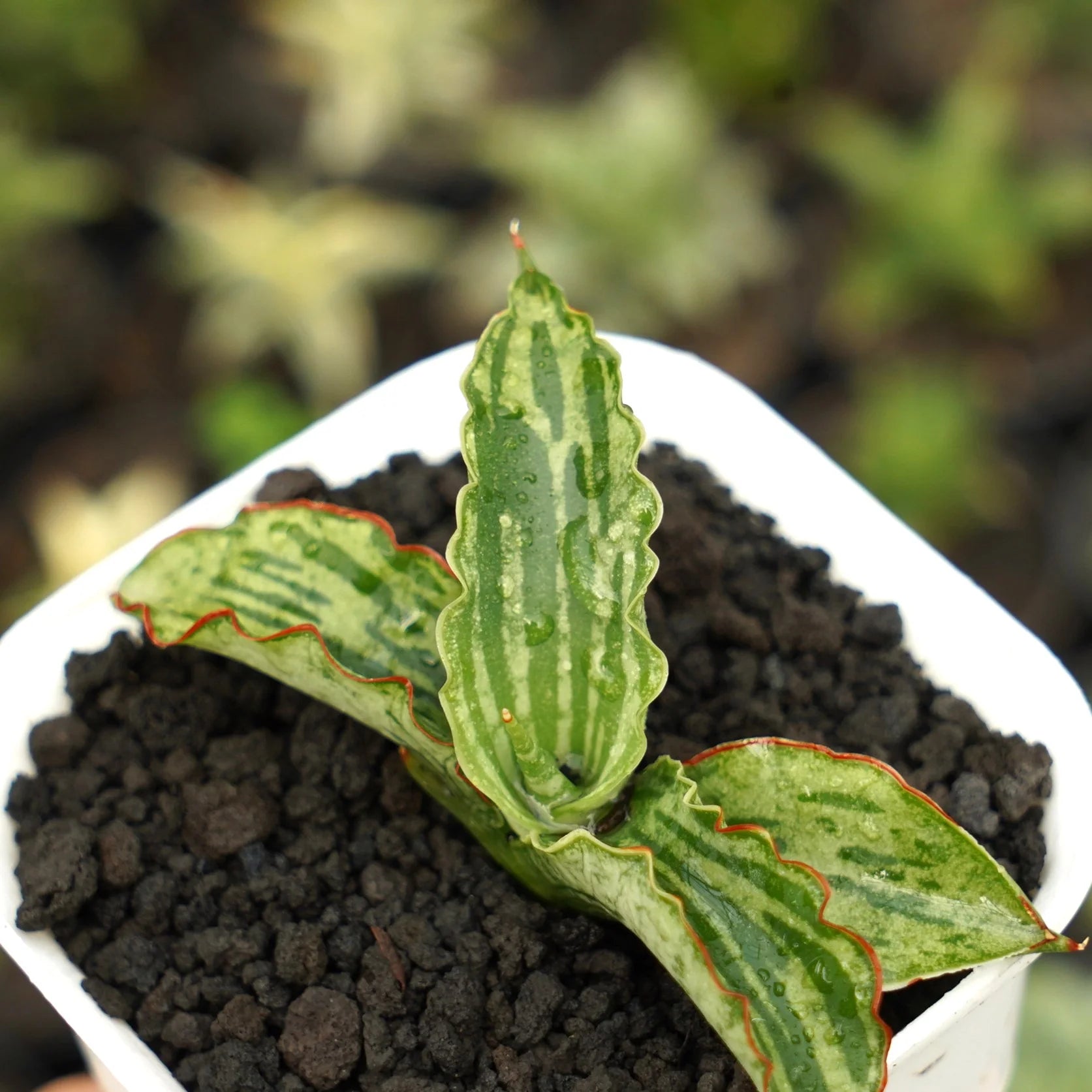 Sansevieria water melon