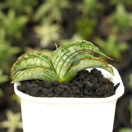 Sansevieria water melon