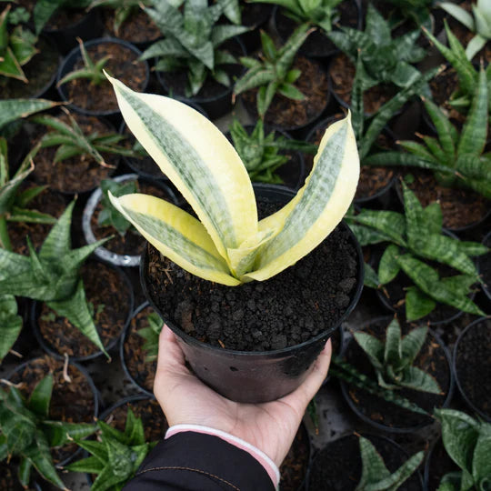 Sansevieria white gold