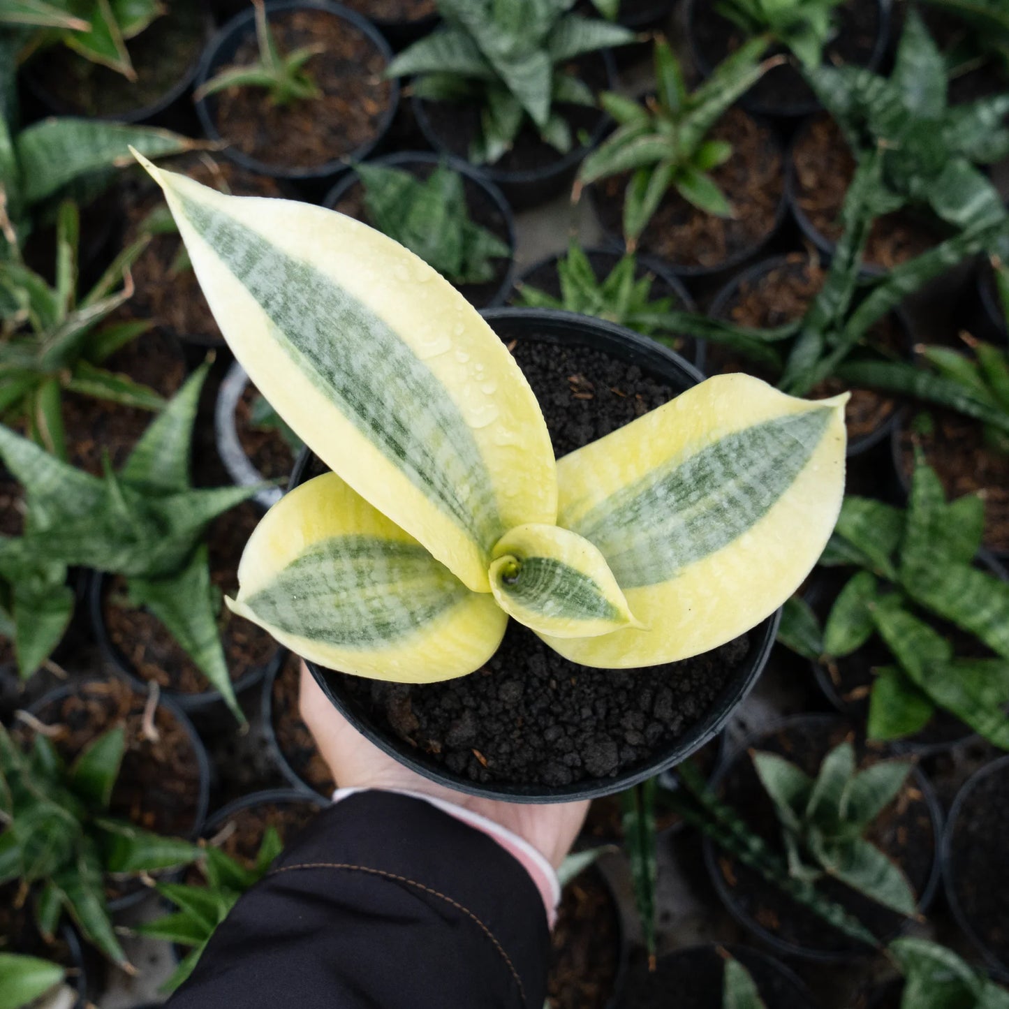 Sansevieria white gold