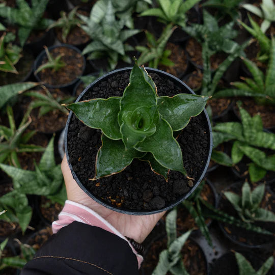 Sansevieria wulan