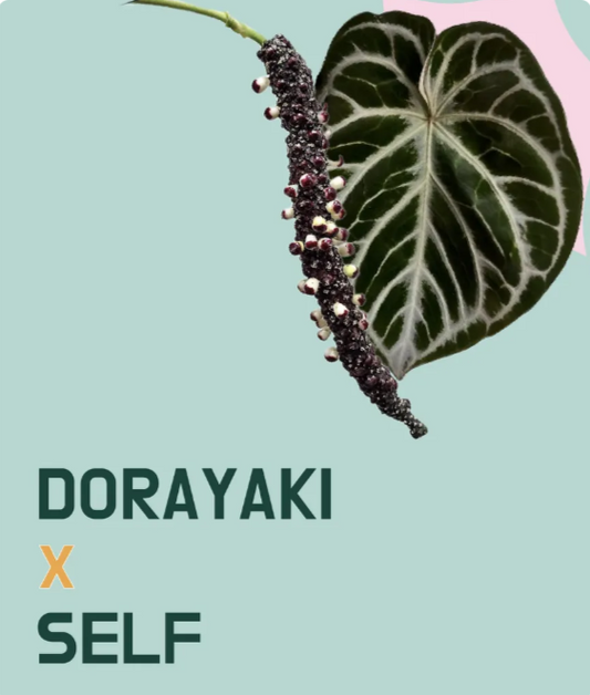 Frø: Anthurium Dorayaki x self