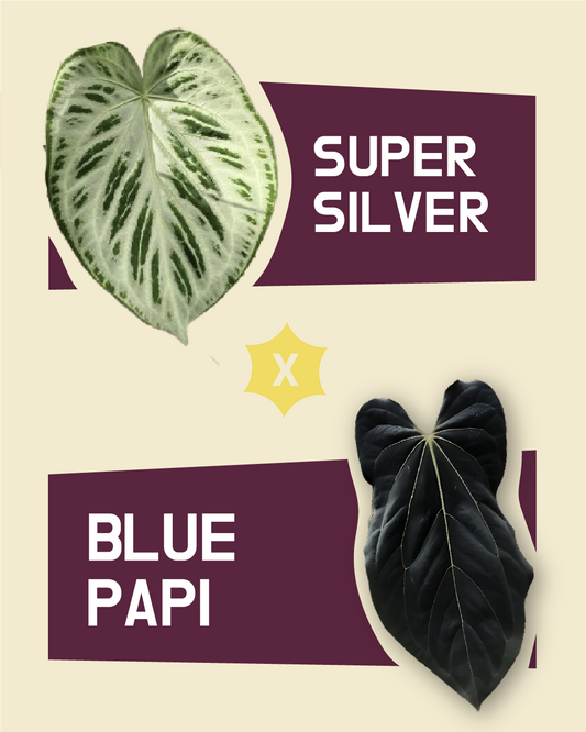 Frø: Super Silver x Blue Papillilaminum