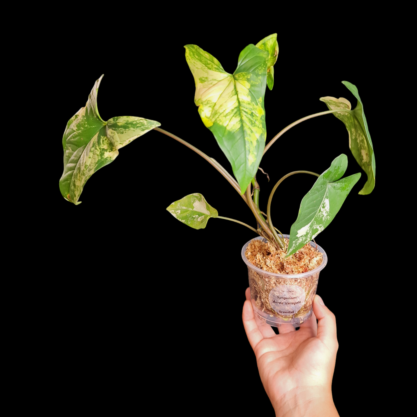 Syngonium 'Aurea' Variegata