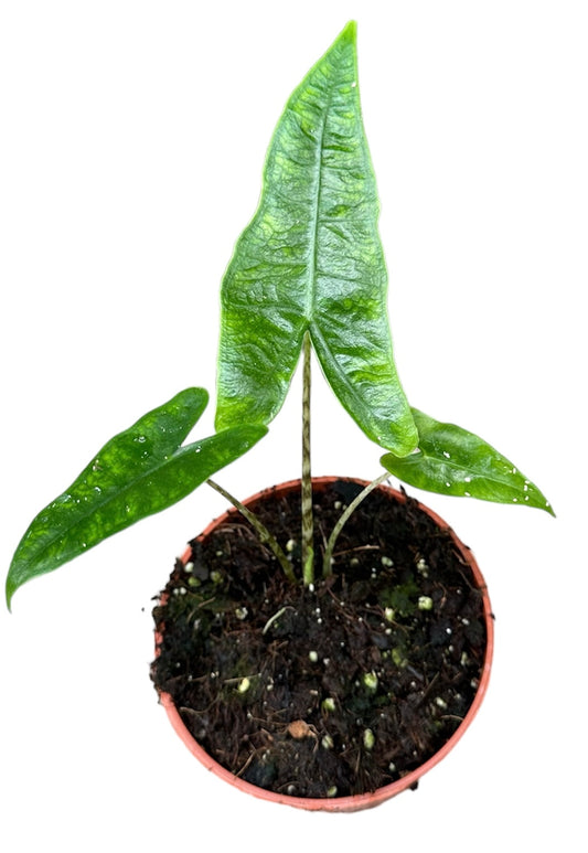 Alocasia Reticulata