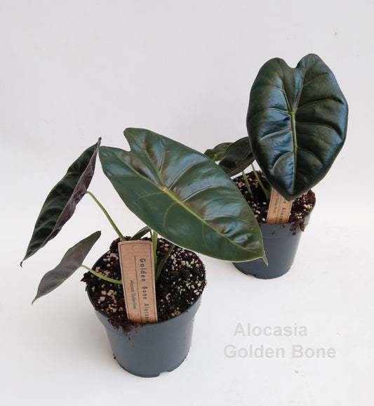 Alocasia 'Golden Bone' 14cm