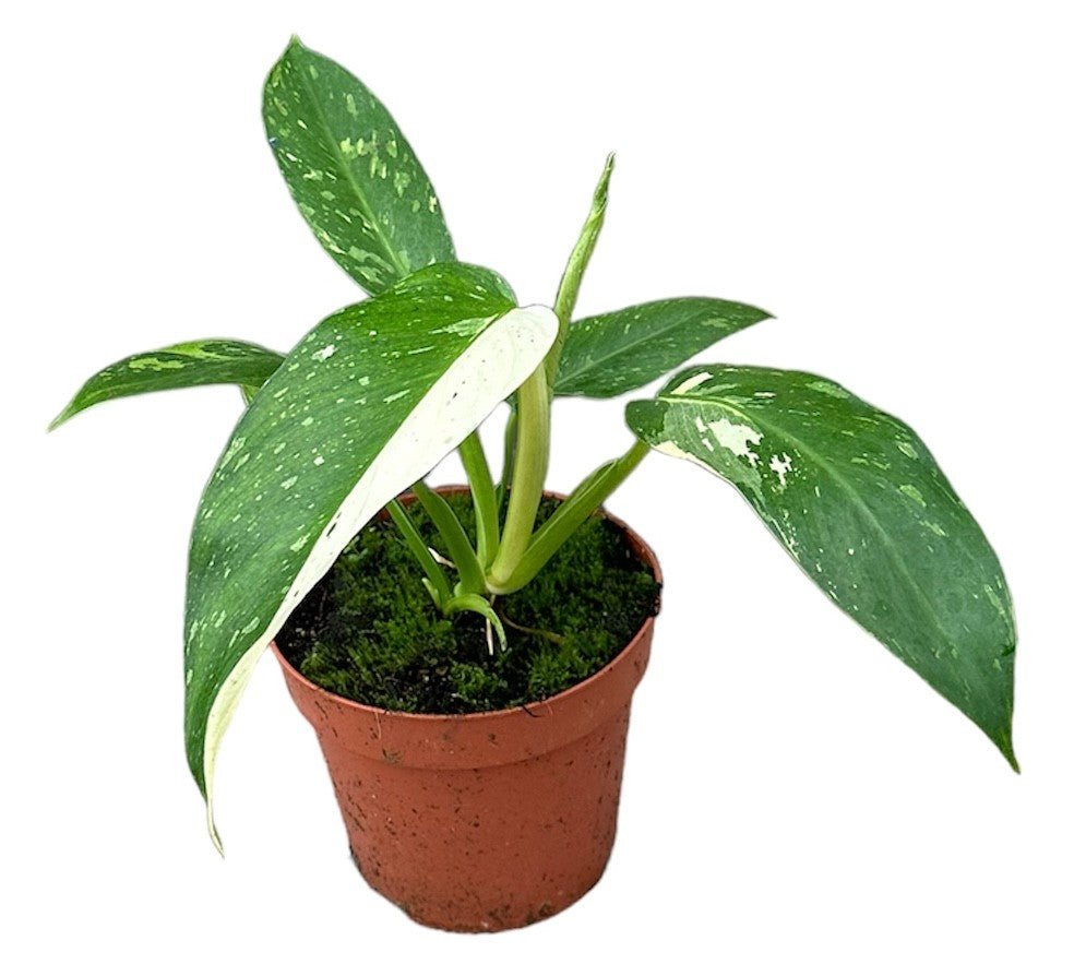 Philodendron Jose Buono