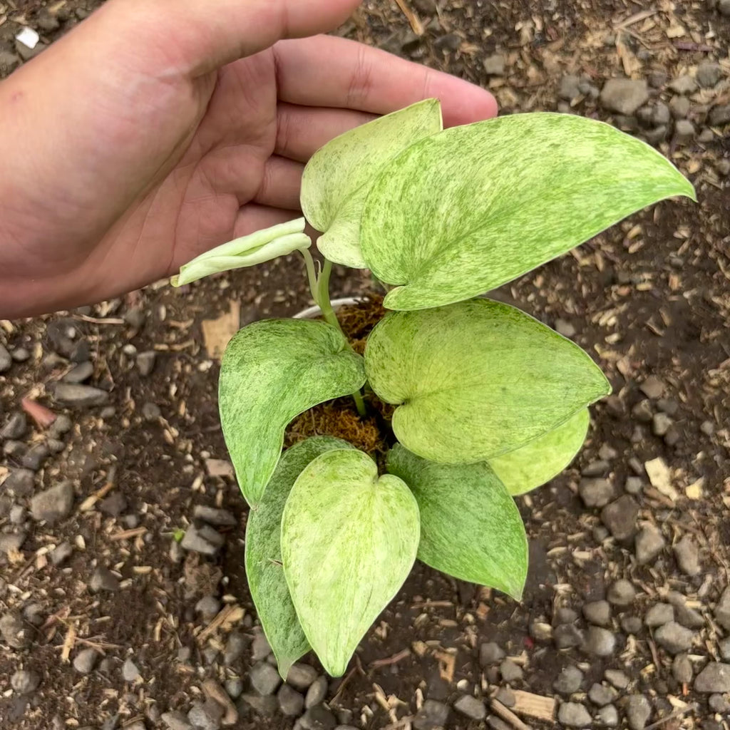 Scindapsus 'Super Star' variegata