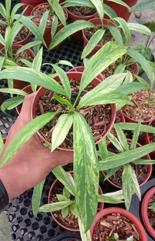 Anthurium vittarifolium 'Variegata'