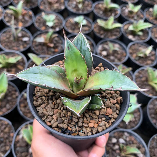 agave black thorn