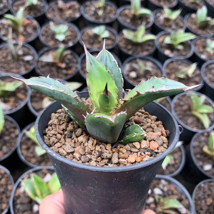 agave black thorn