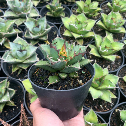 agave titanota kiyoto