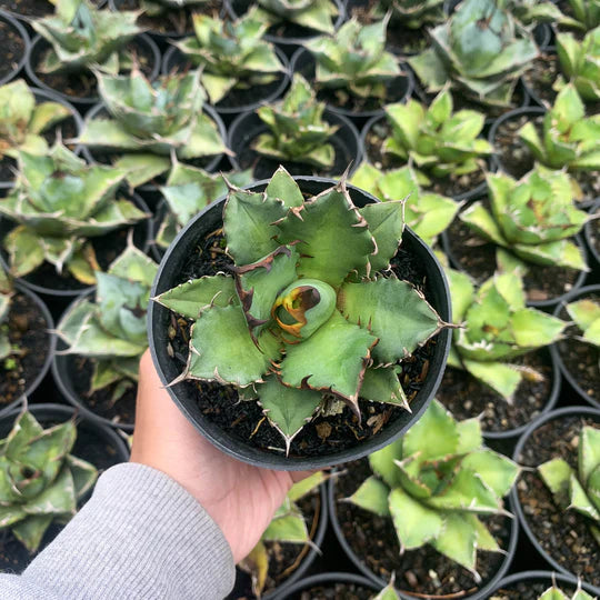 agave titanota kiyoto