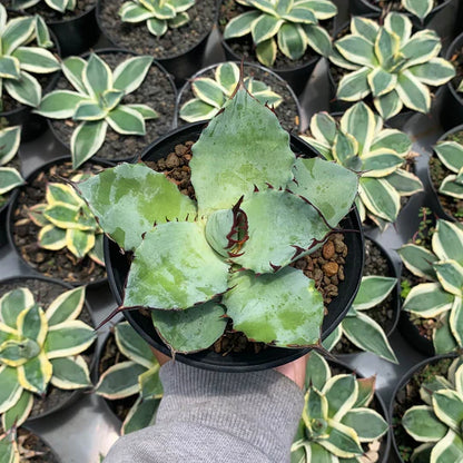 agave titanota x blue glow