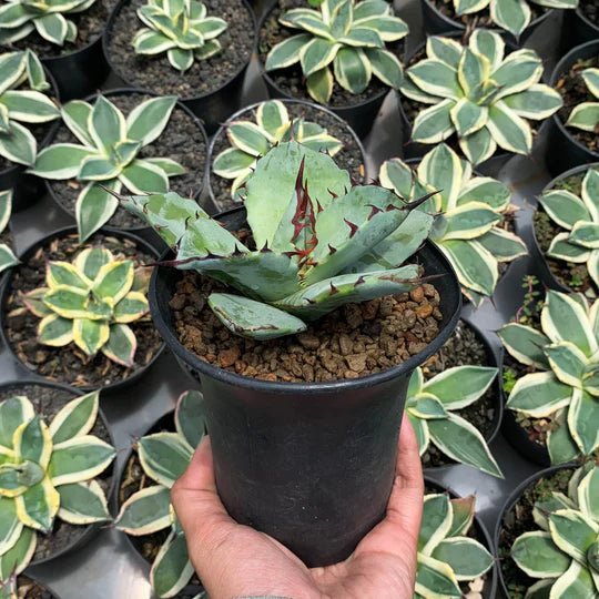 agave titanota x blue glow