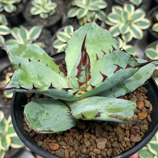 agave titanota x blue glow