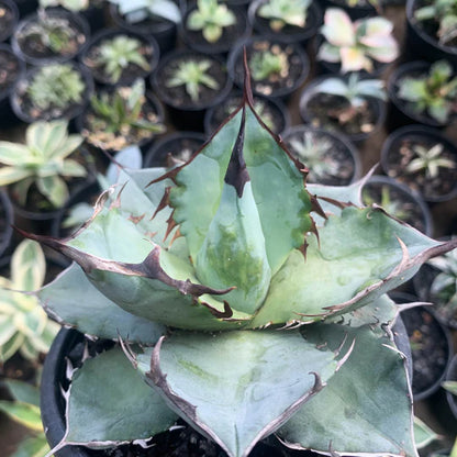 agave white ice