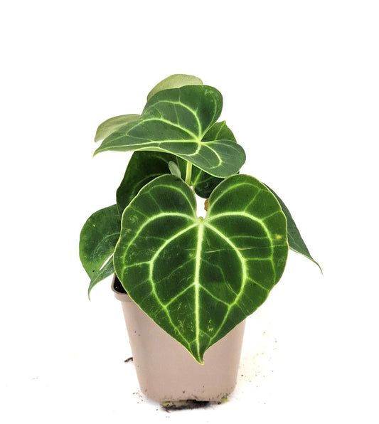 Anthurium Clarinervium S