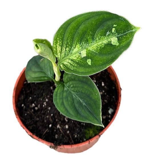 Aglaonema Pictum Bicolor