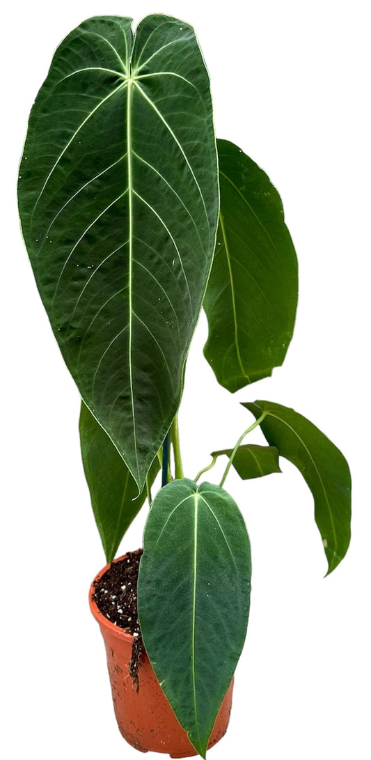 anthurium warocqueanum x waterburyanum