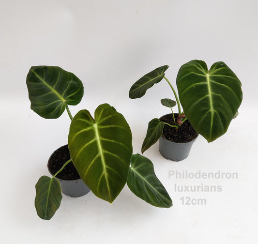 Philodendron luxurians 12cm