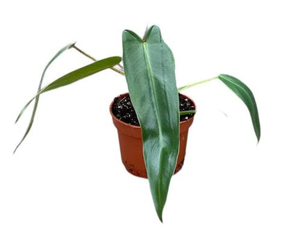 Philodendron spiritus-sancti