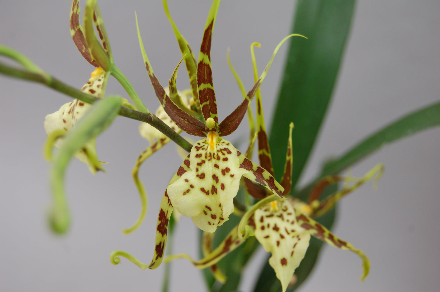 Brassia 'Summer Dream'