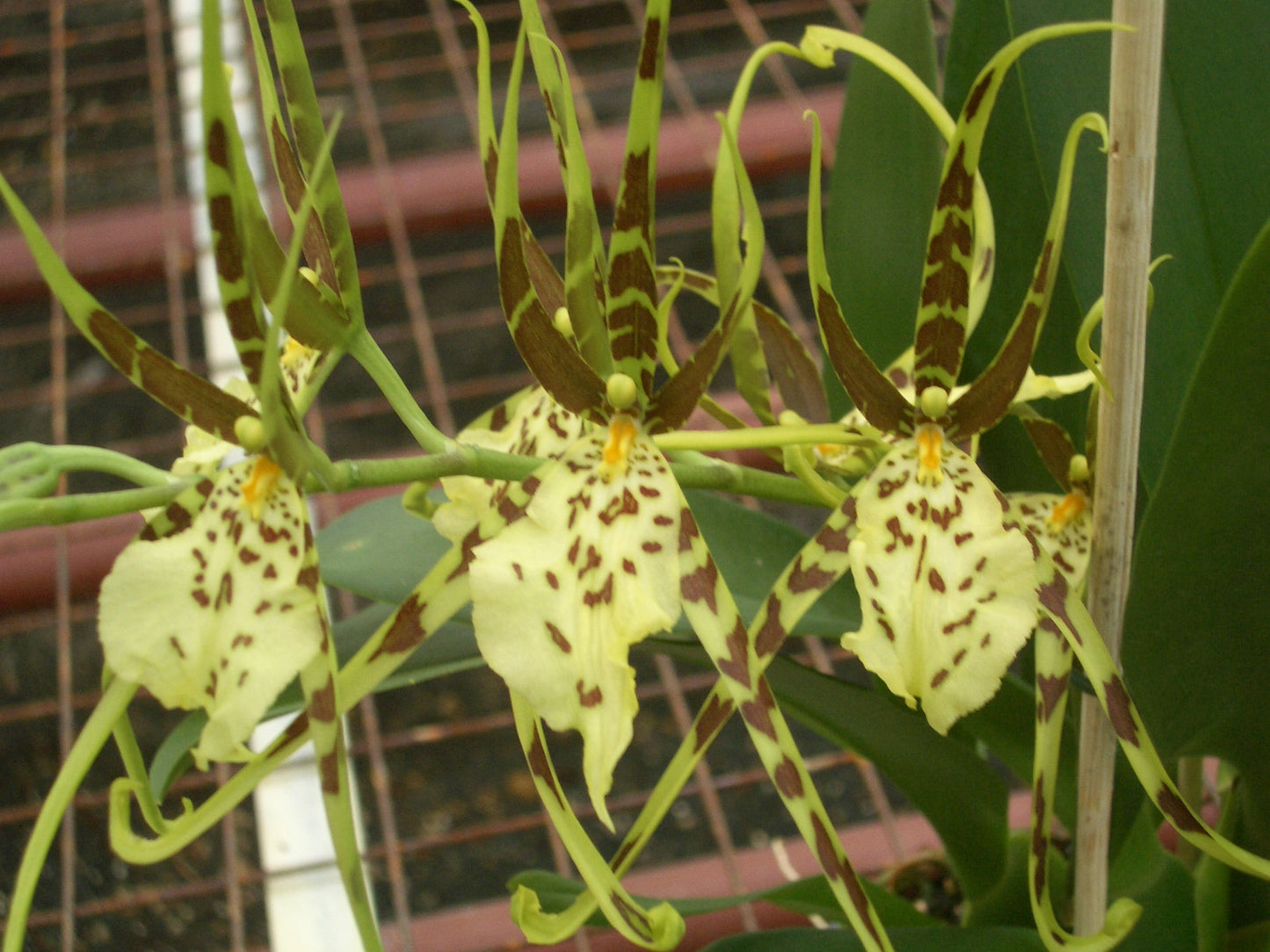 Brassia 'Summer Dream'