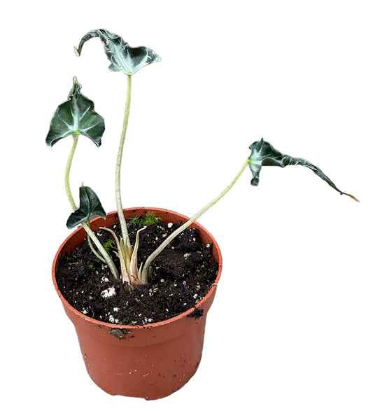 Alocasia Loco