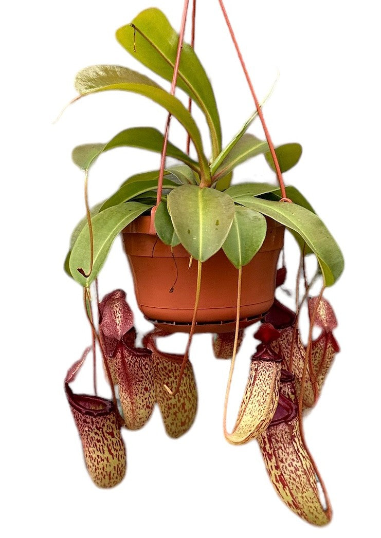 Nepenthes Monkey Jars Sam