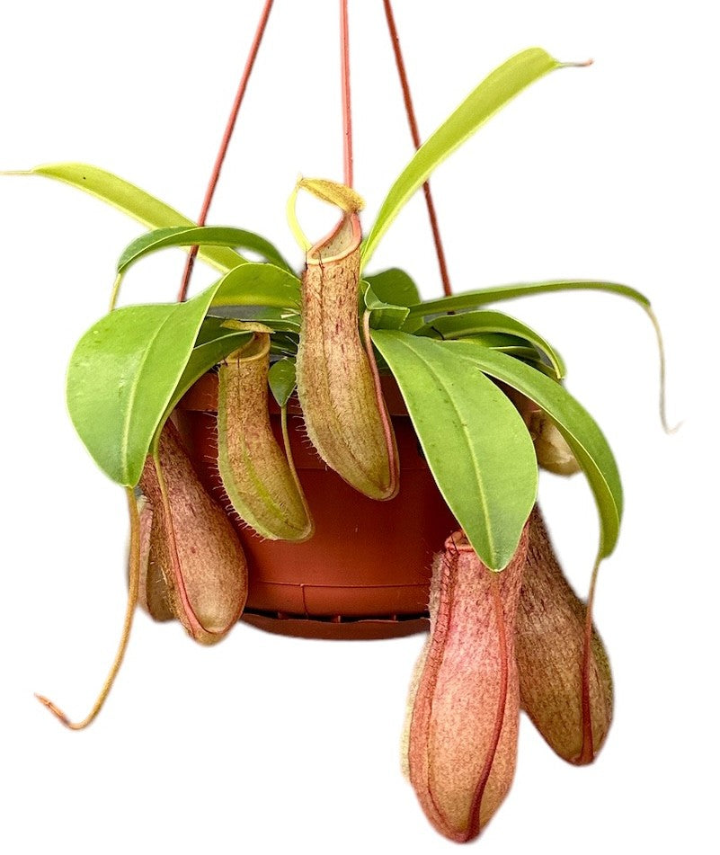 Nepenthes Monkey Jars Linda