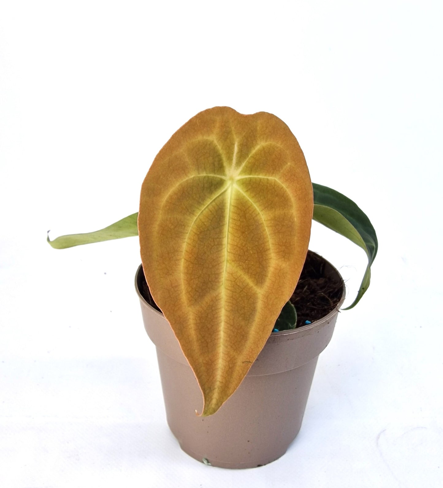 Casa Botanica Anthurium Red Spider hybrid x Forgetii