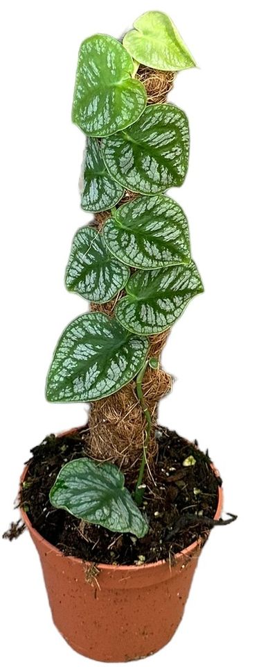 Monstera dubia