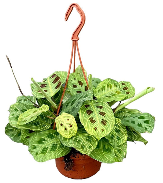 Maranta Light Veins