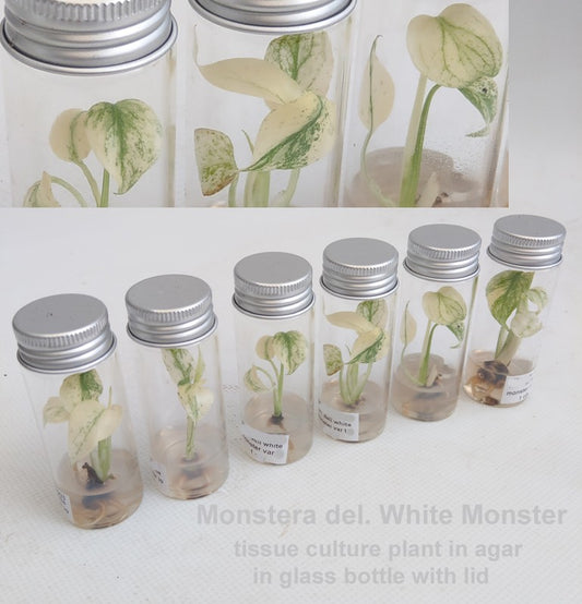 Monstera deliciosa 'White Monster' tissue culture plant in glass