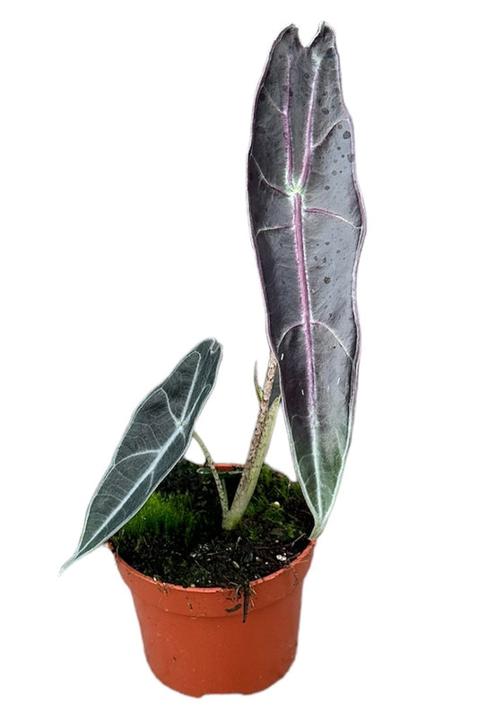 Alocasia Longiloba Purple