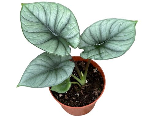 Alocasia 'Platinum'