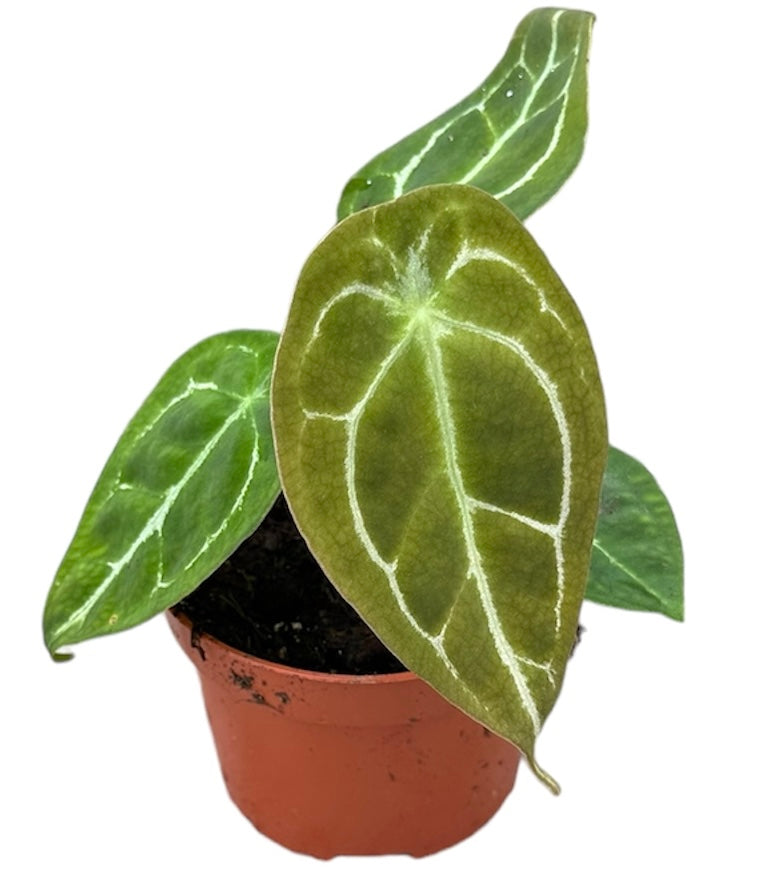 Anthurium forgetii