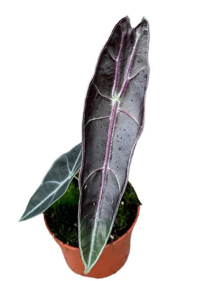 Alocasia longiloba 'Purple'