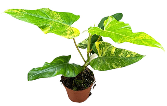 Philodendron domesticum