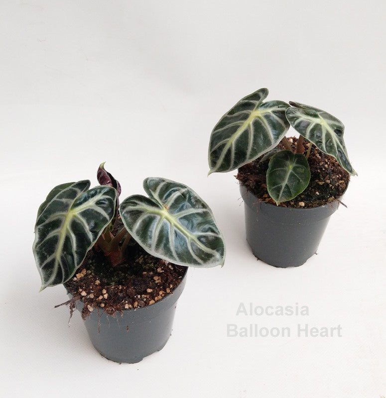 Alocasia 'Balloon Heart'