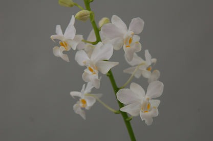 Doritis pulcherrima 'Alba'