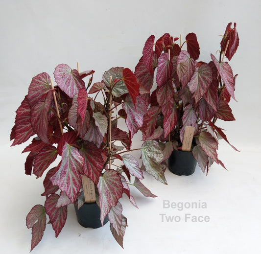Begonia 'Two Face' 14cm